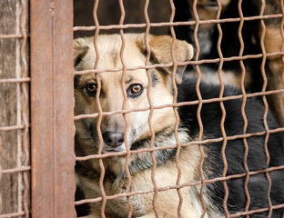 mongrel dog in a cage close up