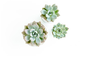 Green house plants potted, succulent plants isolated on white background. Flat lay, top view.