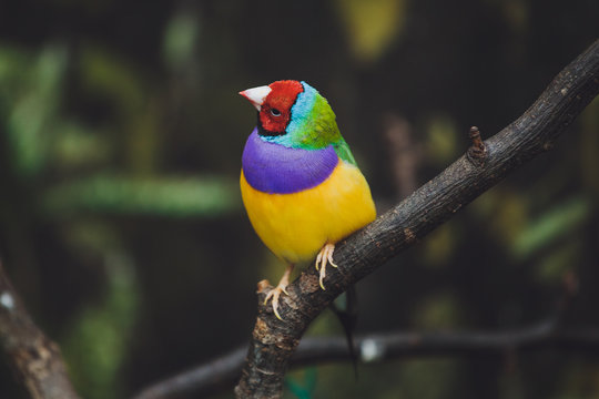 Beautiful colored bird sits on a tree branch
