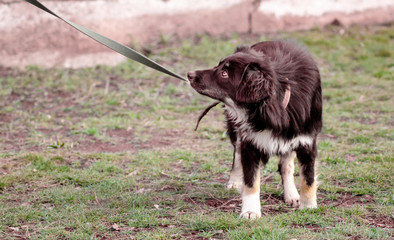 mongrel dog on a leash looking up