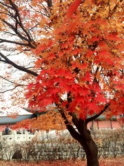 紅葉2