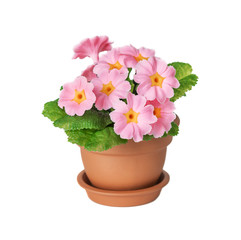 Houseplant primrose with pink flowers