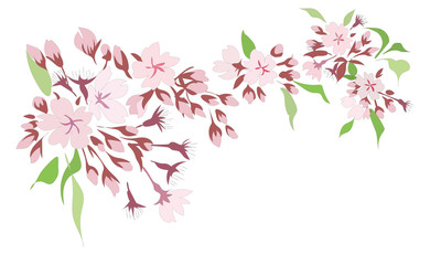 Sakura cherry blossom flower, isolated transparent background