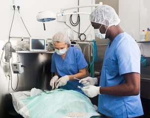 Veterinarians performing an operation on a dog