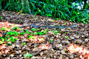 Snake I met at Kinugasayama Park in Yokosuka, Japan.