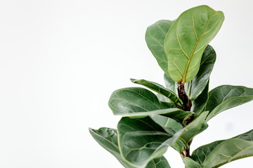 Home plant green leaf ficus benjamina, elastica on a white background 