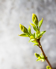 Closeup of lilac branch with fresh spreading leaves