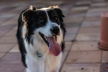  Portrait of a Border Collie dog with its tongue out