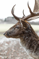Deer profile portrait