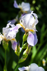 Iris flower closeup on green garden background