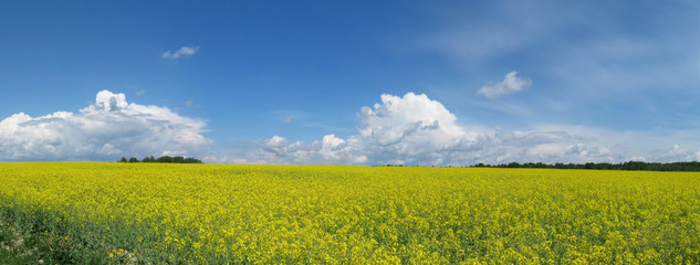 Summer landscape with clouds and yellow field