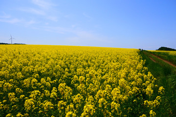 Obraz premium 横浜町の菜の花畑。横浜、青森、日本。5月中旬。