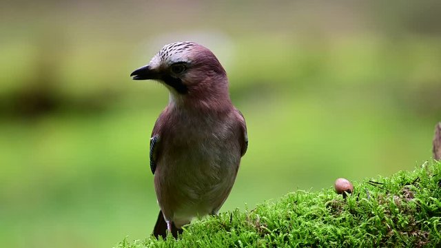 Jay collect acorns from the deadwood, winter, (garrulus glandarius), germany
