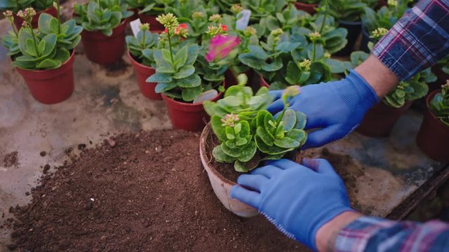 Details closeup gardener with care planted a flower into a pot he take some sol and add into a pot in a greenhouse. Shot on ARRI Alexa Mini