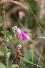 Blüten des Fingerhut. Der Fingerhut ist giftig und auch eine Arzeneipflanze