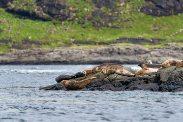 Harbour Seals basking on a rock at Loch Coruisk, Isle of Skye, Scotland 