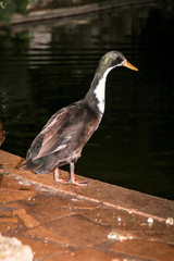 Portrait einer Laufente an einem Teich bei Nacht