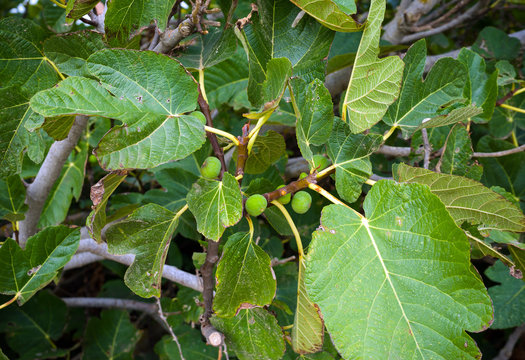 ripening green fig fruits with leaves on the tree