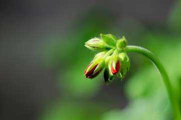 Obraz premium Pelargonium buds close up. Indoor plants.
