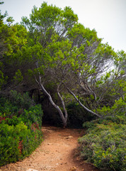 hiking path surrounded with pine trees on Sea coast in Atalis nature park near Sant Tomas in Menorca island
