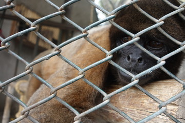 Monkey in a cage