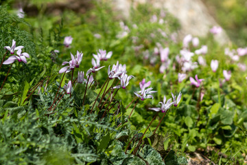 Pink cyclamen flowers, low-angle close-up photo, in early spring mass bloom, sataf nature reserve, abandoned ruins in forest, Jerusalem, Israel.