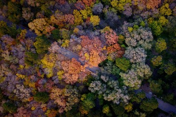 Autumn Trees Birdview