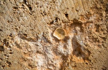 Limestone wall with sea shell in Menorca island
