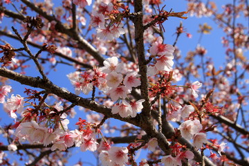 Obraz premium ソメイヨシノ