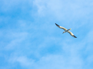 Fototapeta na wymiar Atlantic Seabird called Gannet flying overhead with winds outstretched