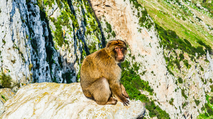 Monkey on a rock