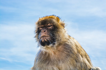 Barbary monkey in Gibraltar