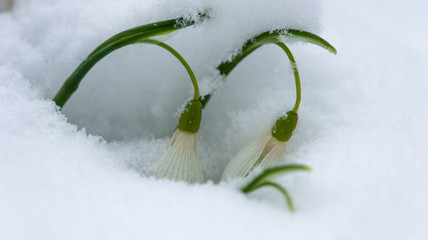 подснежники