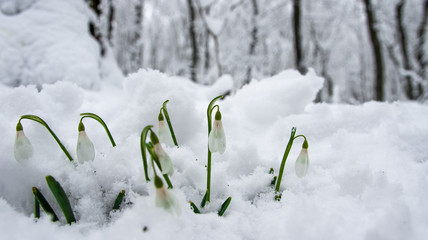 подснежники