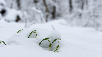 подснежник