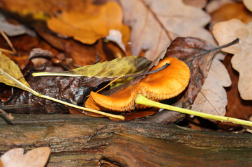 ein Pilz im Herbst, gefunden im Wald