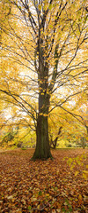 Autumn foliage colours of trees in an English forest