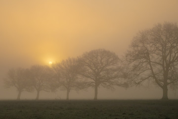A row of trees in a misty field just after sunrise.