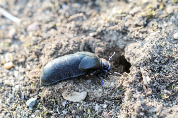 ein schwarz-blauer Ölkäfer, Maikäfer oder Blasenkäfer, Meloidae, im Sand