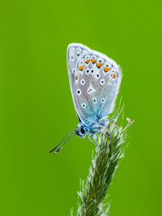 A common blue butterfly resting on a grass seedhead with a green background