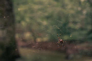 Spiden on his net waiting for fly and food