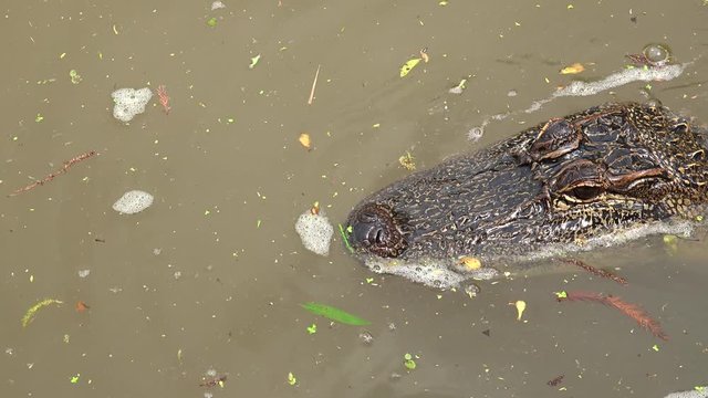American alligator at the Honey Island river swamp (from the Tour boat). Louisiana, USA