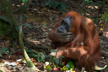 Adult orangutan eats food left by tourists in a natural habitat. Close-up