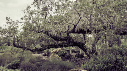 Big old tree in botanic garden
