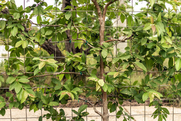 Small tree growing and crawling in fence