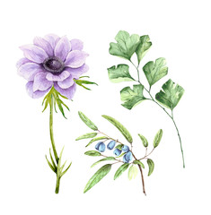 Set of decorative illustrations of flowers and plants on a white background. purple anemone flower and green plants, watercolor illustration