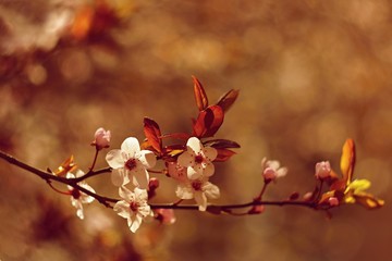 Spring background. Beautiful colorful blooming spring tree. Japanese cherry - Sakura. Nature background. Photo of an old manual lens.