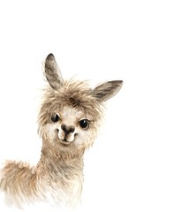 alpaca cute fluffy animal with big eyes, watercolor illustration on white background - obrazy, fototapety, plakaty