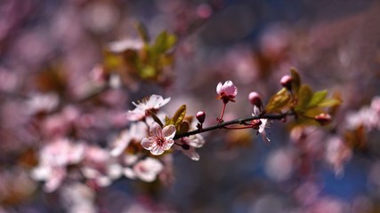 Spring background. Beautiful colorful blooming spring tree. Japanese cherry - Sakura. Nature background. Photo of an old manual lens.