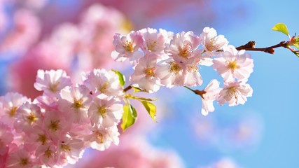 Spring background. Beautiful colorful blooming spring tree. Japanese cherry - Sakura. Nature background.